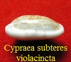 Cypraea subteres violacincta, Lorenz 2002 